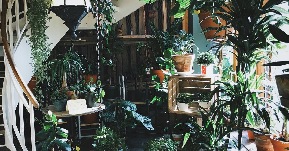 Biophilic design – natura we wnętrzu Twojego domu