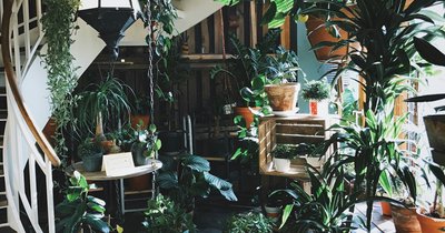Biophilic design – natura we wnętrzu Twojego domu