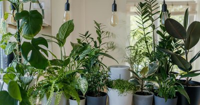 Biophilic design w małym mieszkaniu – praktyczne wskazówki